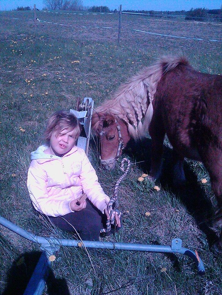 Shetlænder Lotta - Hygge i solen :-) billede 11
