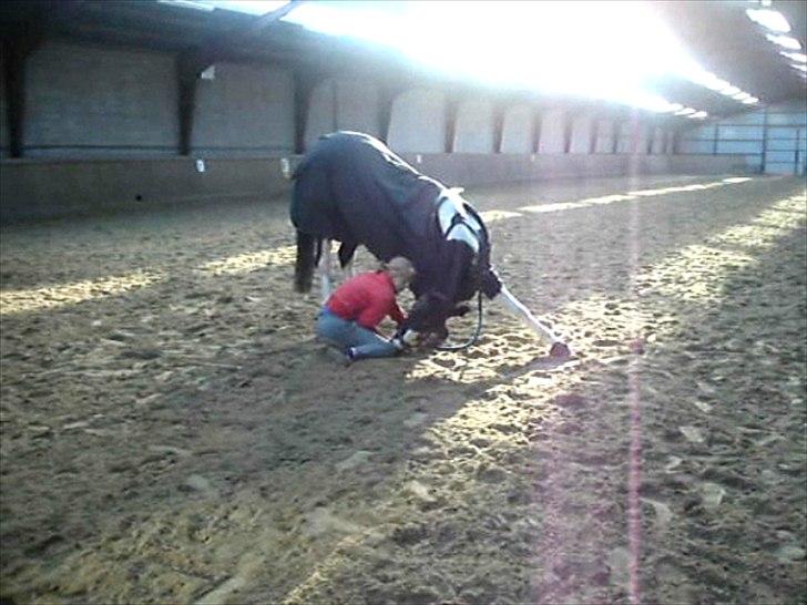 Pinto Mary Lou   - Neje tøsen <3 SÅÅ dygtiiig ... billede 14