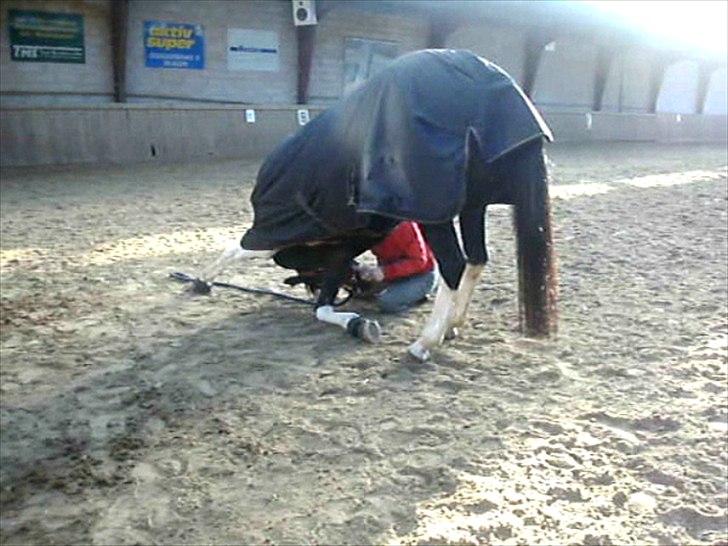 Pinto Mary Lou   - Neje tøsen <3 Så stolt !! billede 15