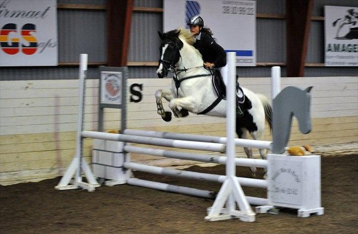 Hollandsk Sportspony Winnetou(SOLGT :D) - 3.plads Kongelunden billede 12