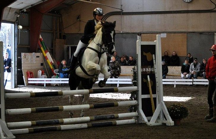 Hollandsk Sportspony Winnetou(SOLGT :D) billede 14