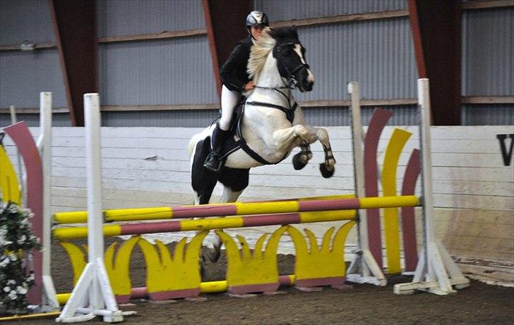 Hollandsk Sportspony Winnetou(SOLGT :D) - Fejlfri LB Kongelunden. billede 15
