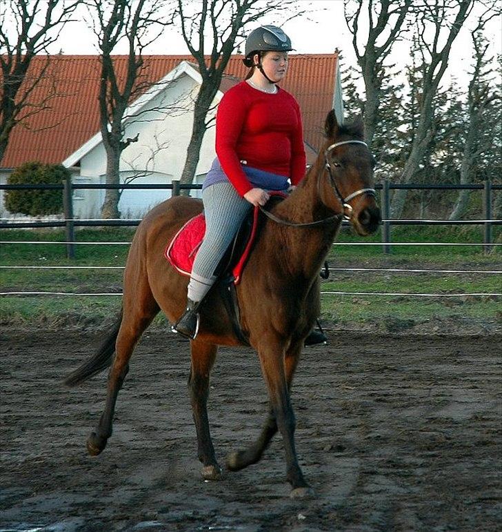Fuldblod (XX) Zoomer † R.I.P † - 3 gang jeg rider hende <3 Foto: Kamilla Henriksen billede 9