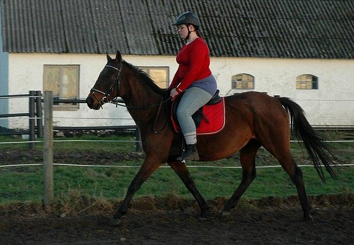 Fuldblod (XX) Zoomer † R.I.P † - 3 gang jeg rider hende <3 Foto: Kamilla Henriksen billede 10