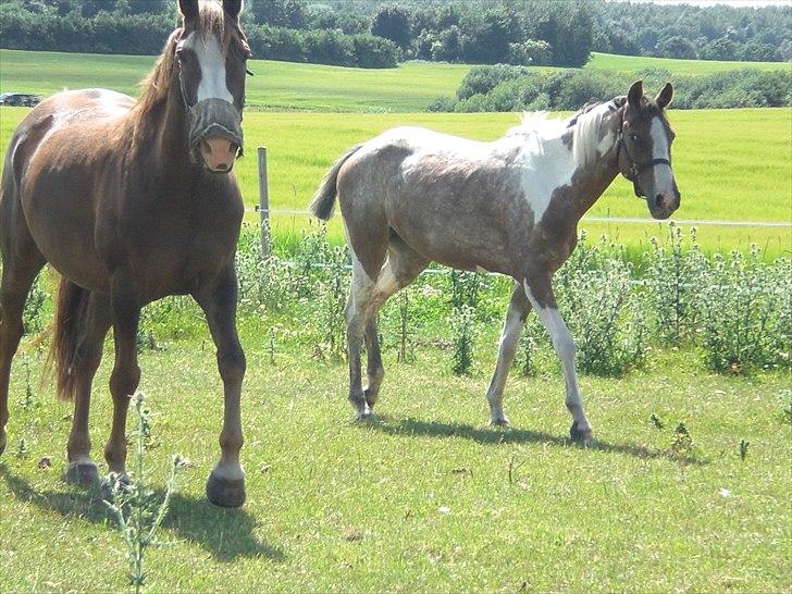 Hollandsk Sportspony Maggi RIP billede 12