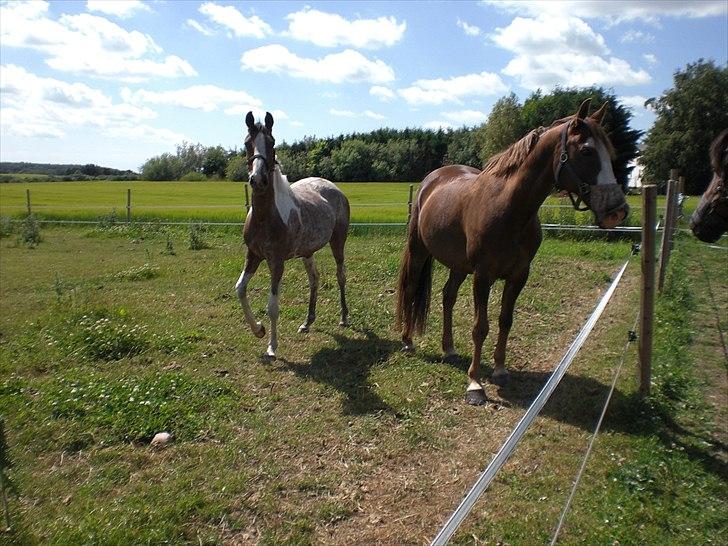 Hollandsk Sportspony Maggi RIP billede 13