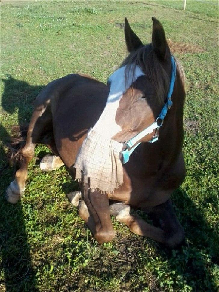 Anden særlig race Jason *RIP* billede 6