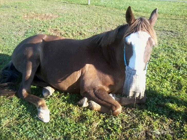 Anden særlig race Jason *RIP* billede 7
