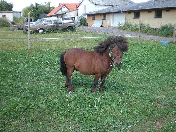 Shetlænder Solo - Velkommen til Solos profil billede 1
