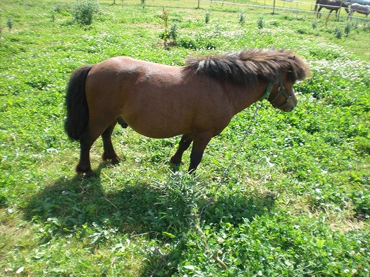 Shetlænder Solo billede 4