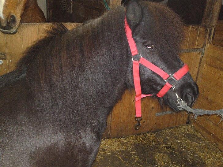 Anden særlig race Francisko's Mini Fræser - Mini bliver hygget om, og får redt sin lange man.. ;) billede 12