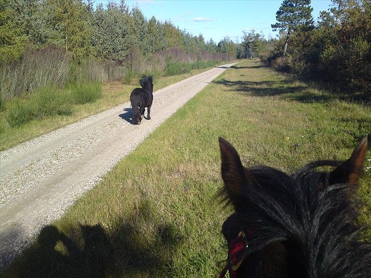Anden særlig race Francisko's Mini Fræser - Mini er med på tur når jeg rider Reval i skoven. (:  billede 13
