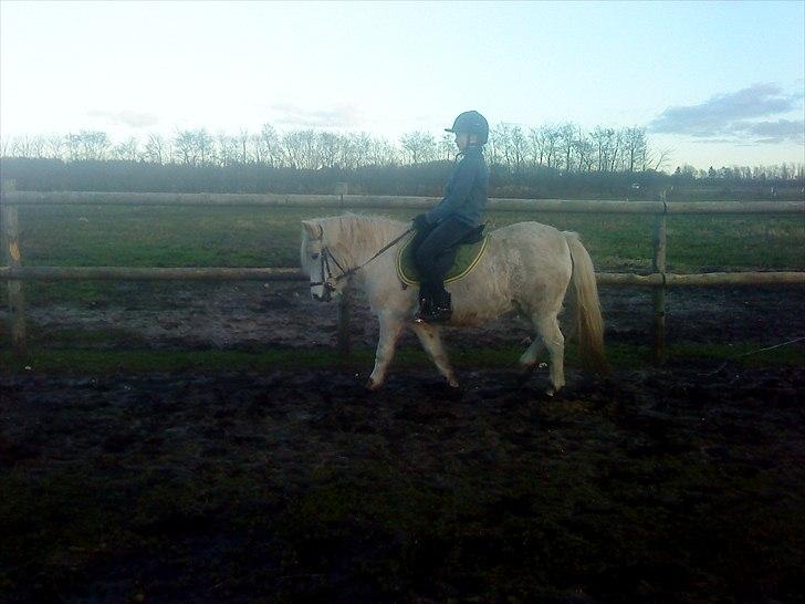 Anden særlig race Schanell billede 11