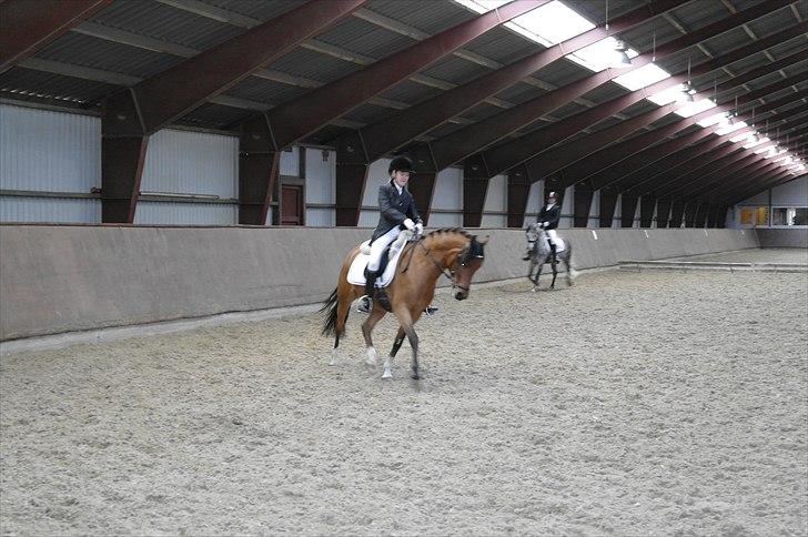 Anden særlig race Steven Seagal - til stævne i Ry d. 26/3-2011 <333 billede 14