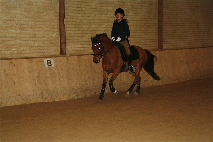 Anden særlig race Steven Seagal - træning der hjemme billede 16