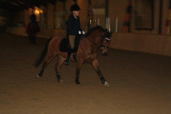 Anden særlig race Steven Seagal - træning der hjemme<33 billede 17