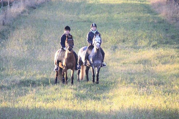 Anden særlig race Steven Seagal - i skoven <33 billede 18