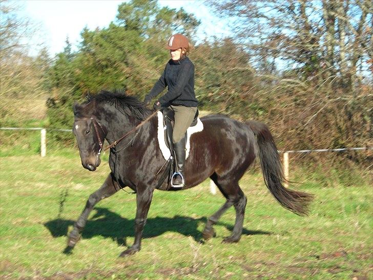 Holstener  Candis A.K.A Herta - fantastisk galop  billede 1