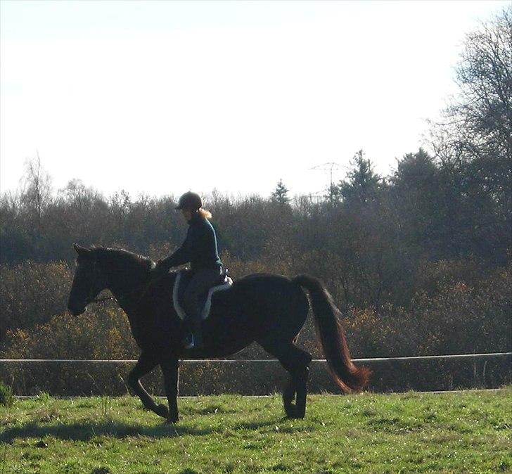 Holstener  Candis A.K.A Herta billede 3