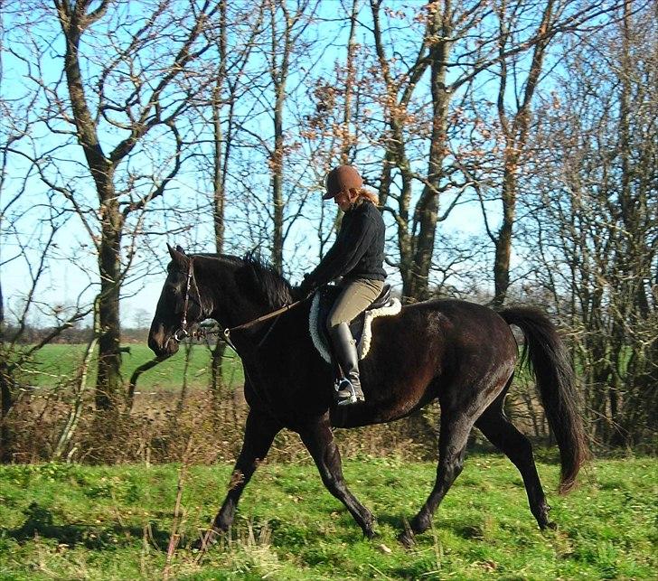 Holstener  Candis A.K.A Herta - nej næsebånd er slet ikke noget for mig ....bid ryger også snart ....ben og kærlighed rider vi med her  billede 5