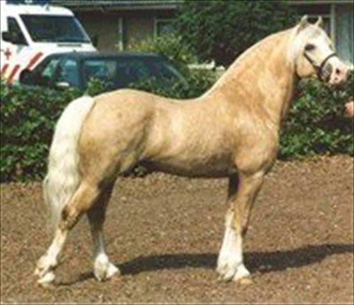 Welsh Pony af Cob-type (sec C) Rytterbjergets Imperial billede 1