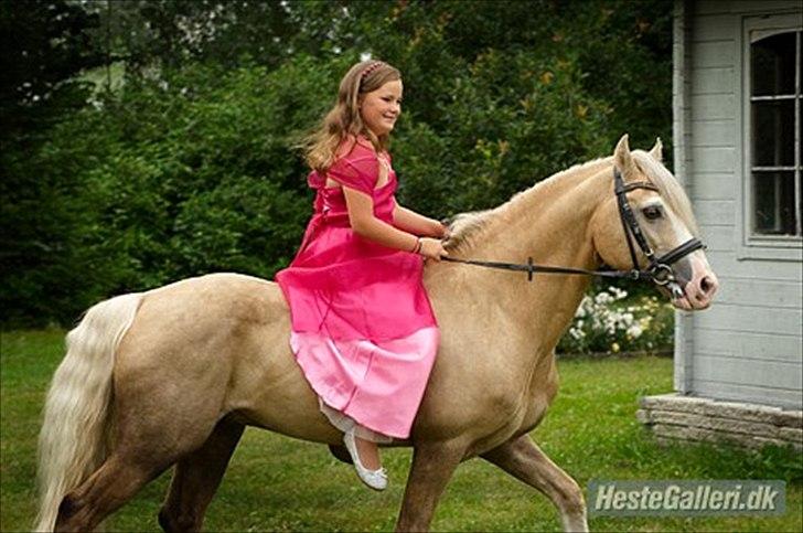 Welsh Pony af Cob-type (sec C) Rytterbjergets Imperial billede 4