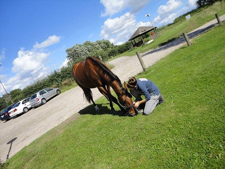 Dansk Varmblod Bjergets Bally Baki <3(-; - ohh love that photo:-D tak fordi i kiggede forbi billede 20