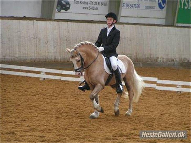 Welsh Pony af Cob-type (sec C) Rytterbjergets Imperial billede 7