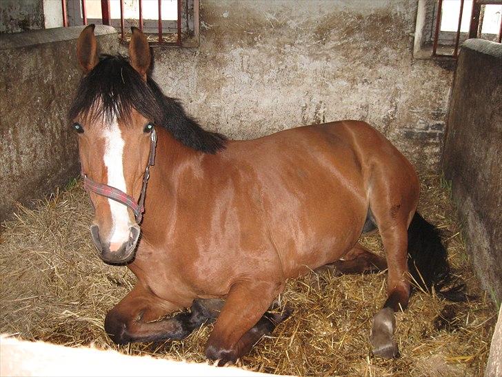 Dansk Varmblod Lyngdalgårds Studina - I boksen billede 2