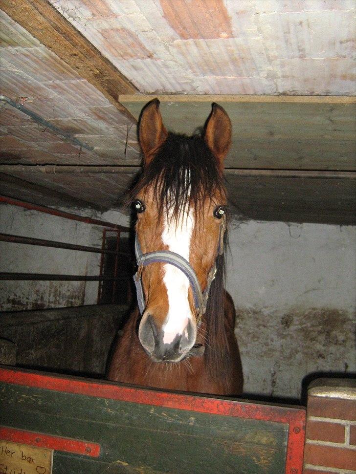 Dansk Varmblod Lyngdalgårds Studina - Studina som plag :D billede 3