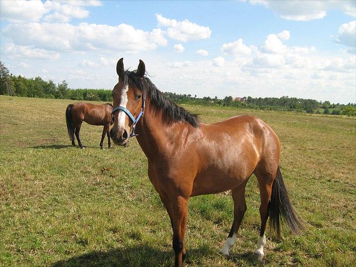 Dansk Varmblod Lyngdalgårds Studina - på folden som 3 års billede 4