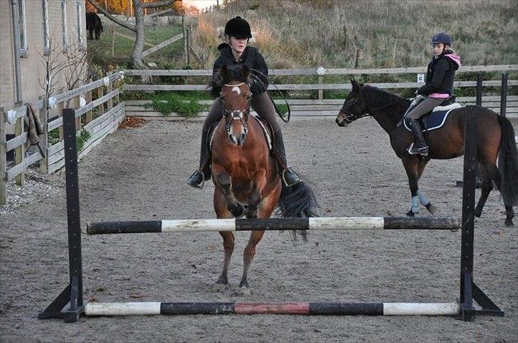 Anden særlig race zarahby <3 - 90cm :D 7 novemnber 2010. !! øvelse på lb i bane <3 billede 16