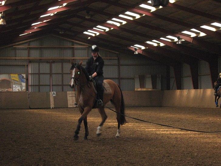 Dansk Varmblod Lyngdalgårds Studina - første gang jeg rider hende som 4 års :D billede 5