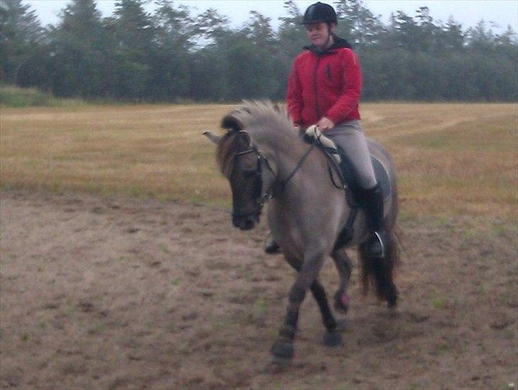 Konik Polski Vestervangs Sir Patrick . - første dag jeg rider ham :D billede 1