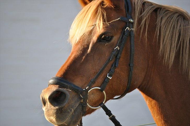 Hollandsk Sportspony Charon R.I.P :`( savnet - smukke mig skal ud og ride billede 10