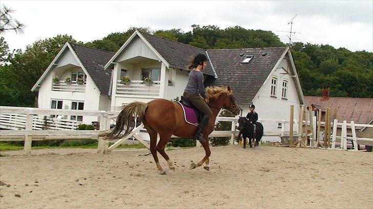 Hollandsk Sportspony Charon R.I.P :`( savnet - savner de tider billede 12