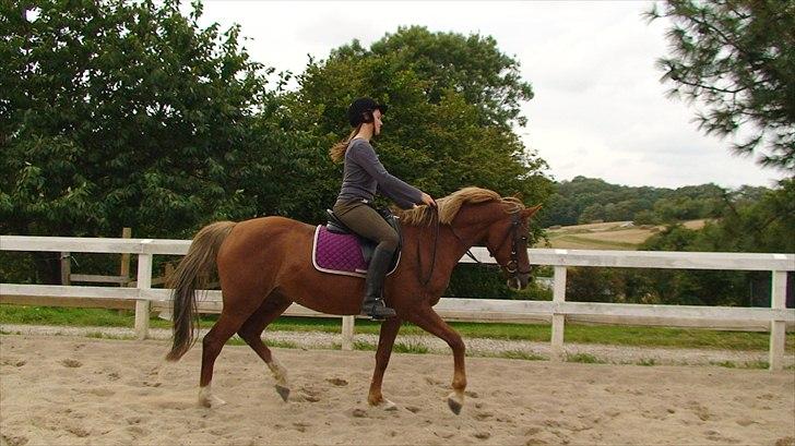Hollandsk Sportspony Charon R.I.P :`( savnet - juhu det er sjovt at ride med lea så der går jeg fint billede 14