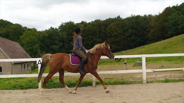 Hollandsk Sportspony Charon R.I.P :`( savnet - tak for besøget kig gerne igen og smid en komentar ses håber jeg billede 15