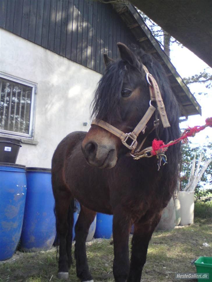 Dartmoor Filur *Gamle part* - Hej og velkomen til min profil :D giv gerne en kometar eller en bedømlse billede 1