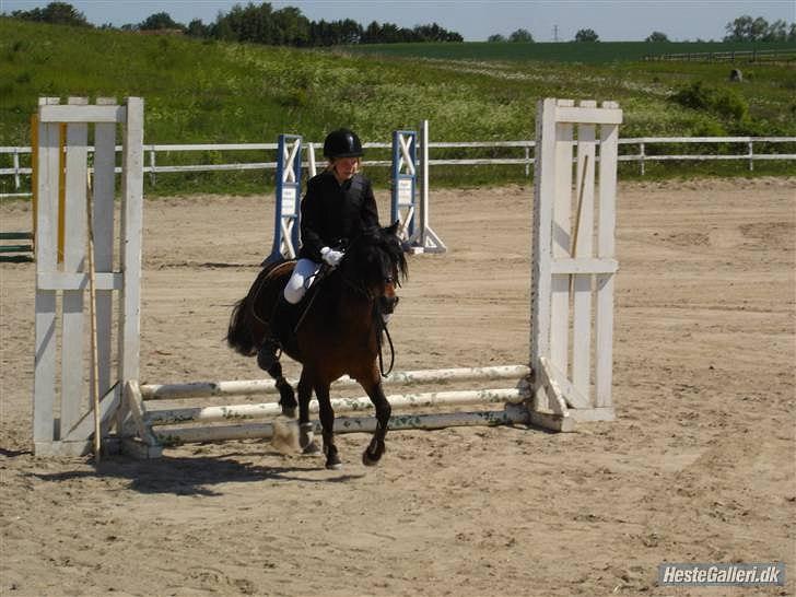 Dartmoor Filur *Gamle part* - bom klasse  billede 2