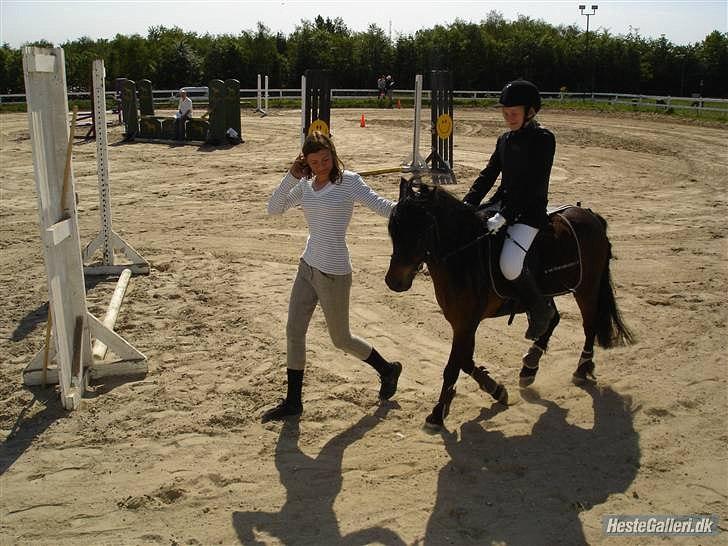 Dartmoor Filur *Gamle part* - :)  billede 3