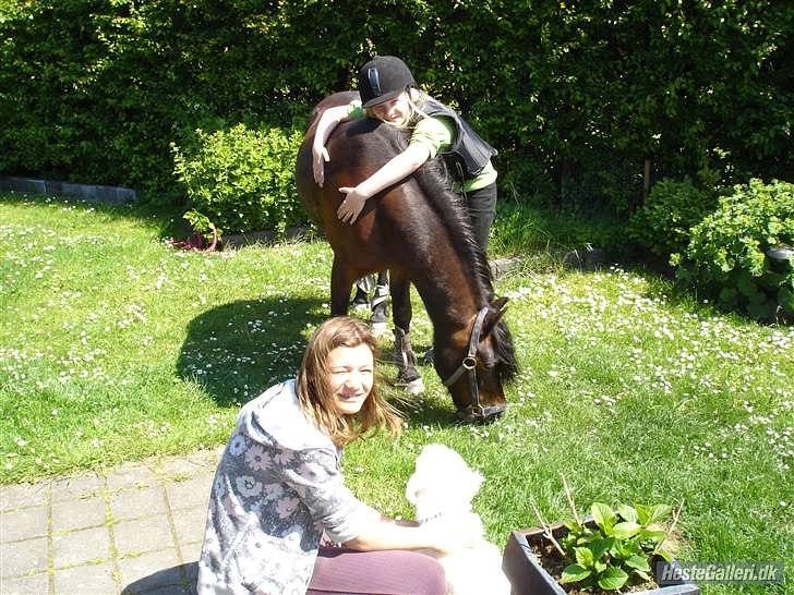 Dartmoor Filur *Gamle part* - filur i min have billede 4