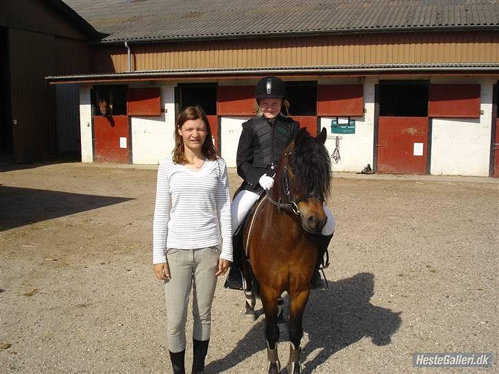 Dartmoor Filur *Gamle part* - En meget nervøs mig venter på at blive kaldt ind på banen, til sit allerførste stævne billede 6