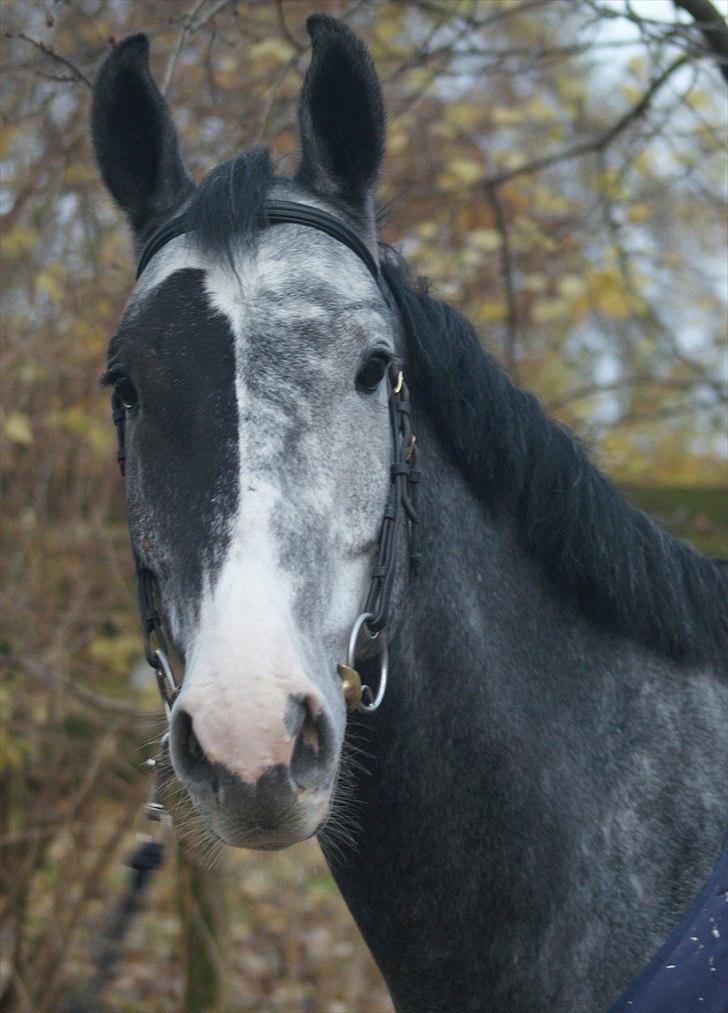 Zangersheide Pokerface Z billede 8
