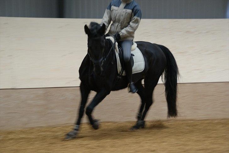 Anden særlig race Celia billede 12