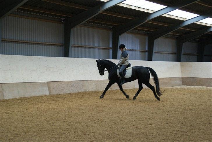 Anden særlig race Celia billede 13