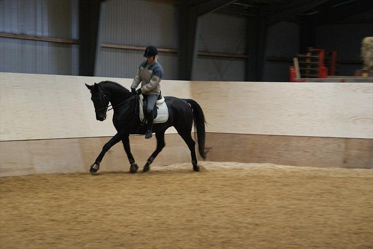 Anden særlig race Celia billede 14