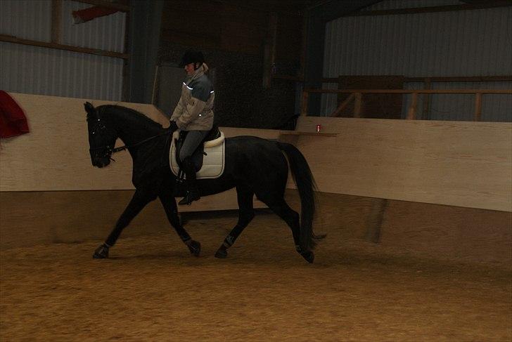 Anden særlig race Celia billede 15