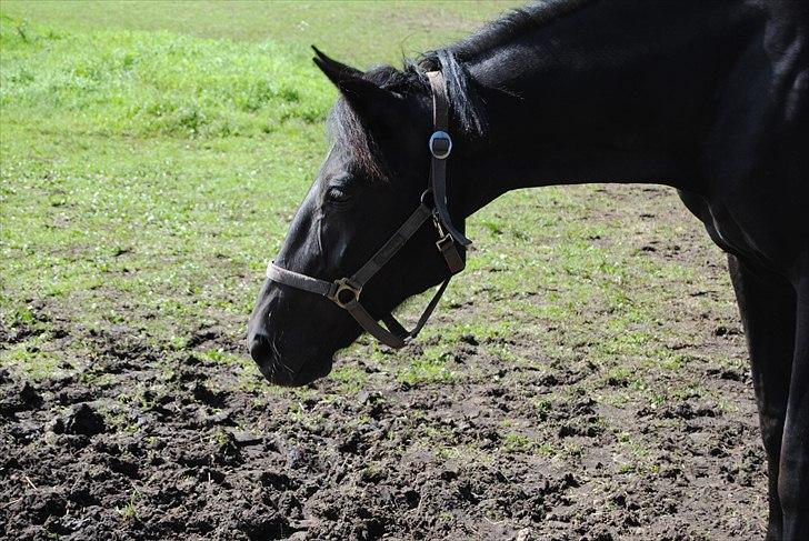 Traver Blackie - #16- beautyful girl all over the world, I could be chasing But my time would be wasted, they got nothing on you, baby, Nothing on you, baby (Y)<3´ [foto-mig] billede 16