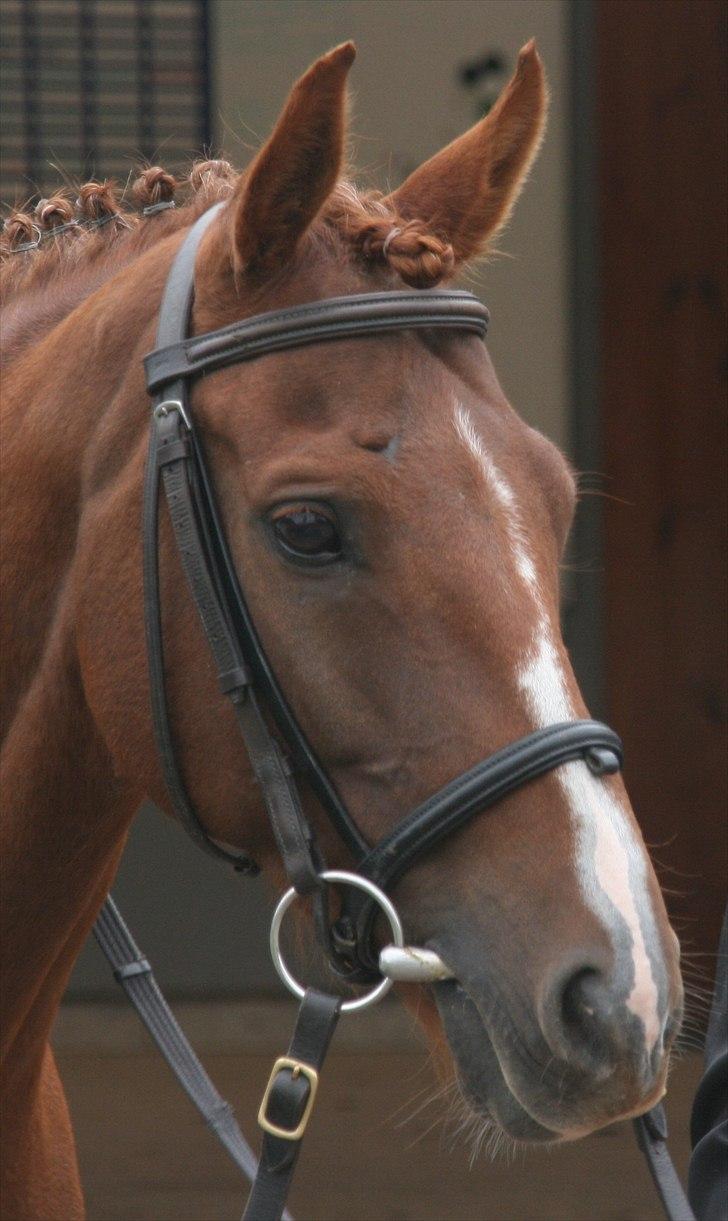 Anden særlig race Diablo (gammel part) - Velkommen til Diablos profil:-) billede 1